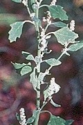 saltbush