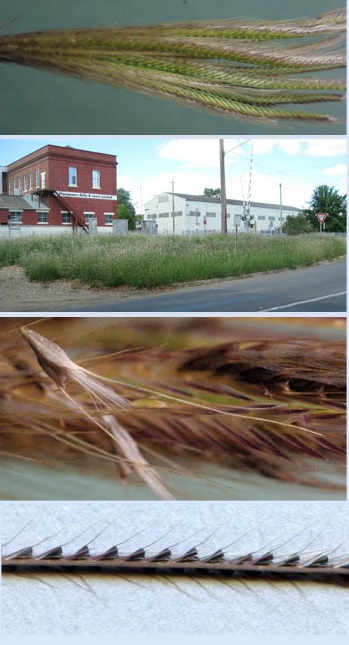 rhodes grass