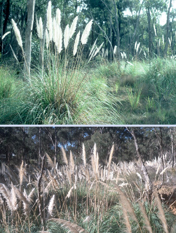 pampas grass