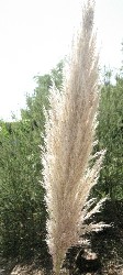 pampas grass