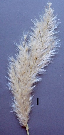 pampas grass