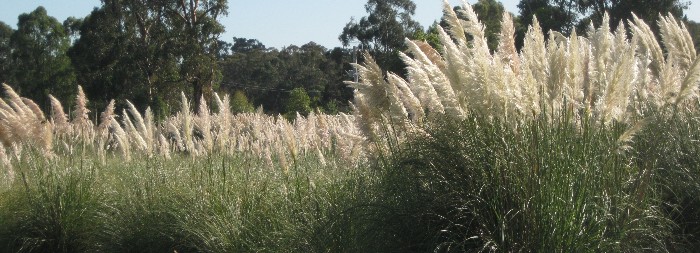 pampas grass