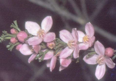 boronia