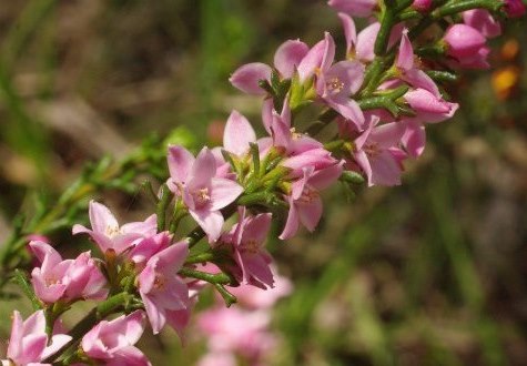 boronia