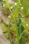 cynoglossum