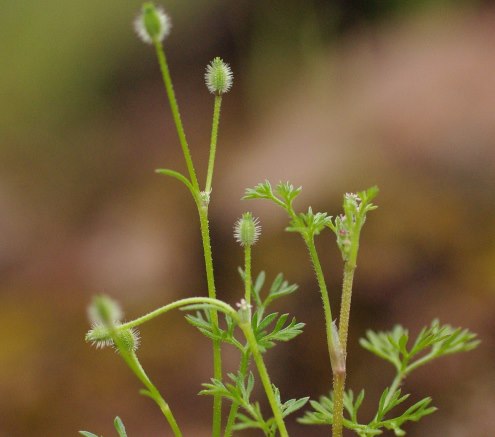 daucus