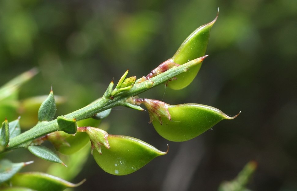 bush pea