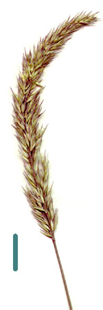 reed bent-grass