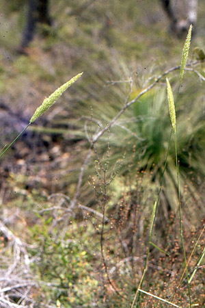 reed bent-grass