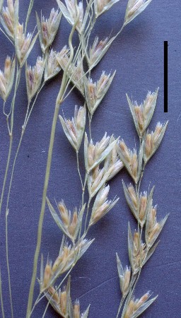 reed bent-grass