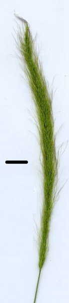 plume grass