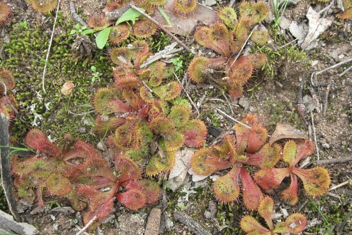 sundew