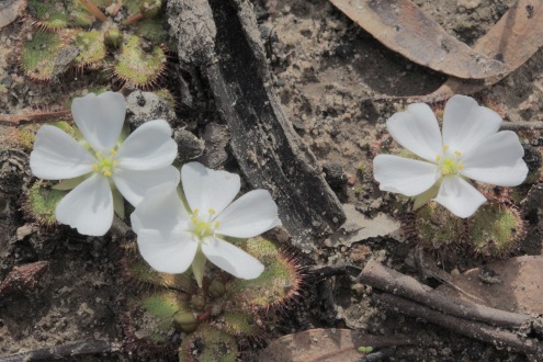 sundew