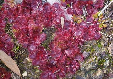 sundew