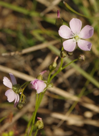 sundew