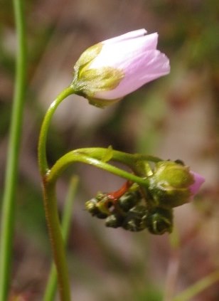 sundew