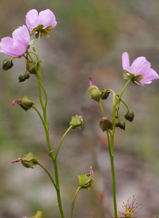 sundew