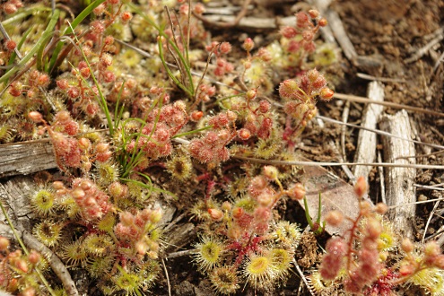 sundew