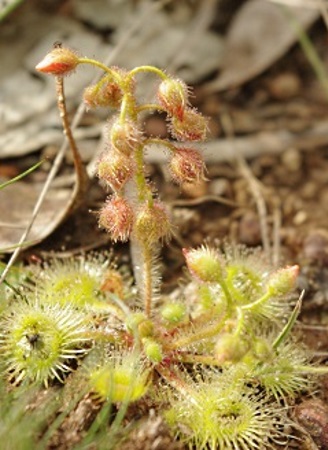 sundew