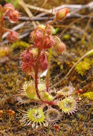 sundew