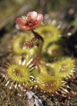 sundew