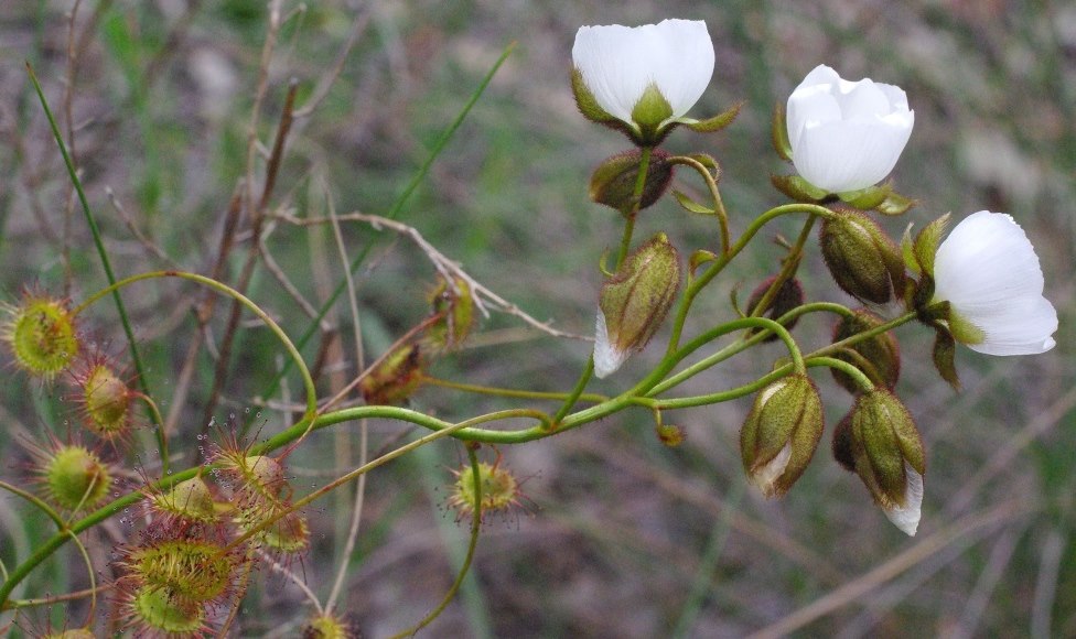 sundew