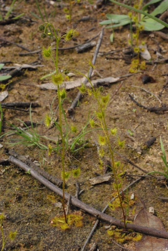 sundew