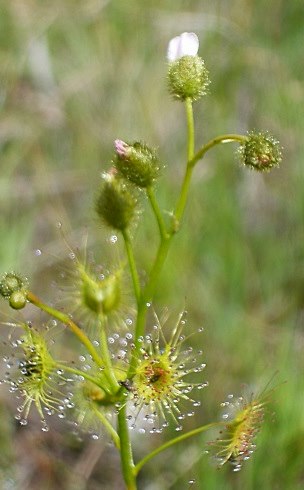 sundew