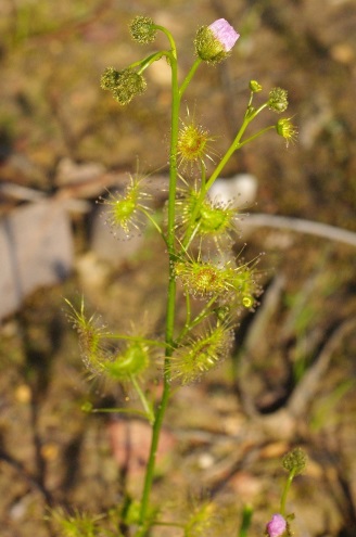 sundew