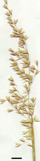 perennial veldt-grass