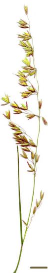 perennial veldt-grass