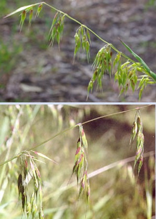 annual veldt-grass