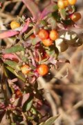 saltbush