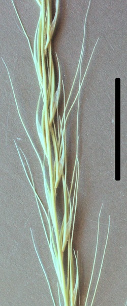 spider grass