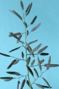 eragrostis