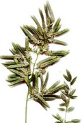 eragrostis