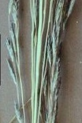 eragrostis