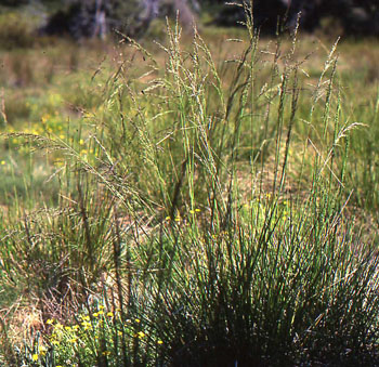 fescue