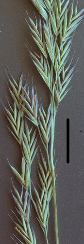 fescue