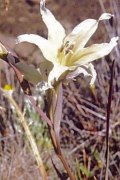 gladiolus