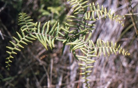 fern