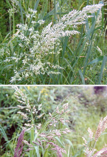 fog grass