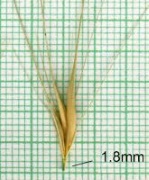 hordeum