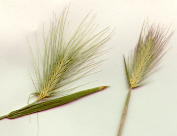 barley-grass