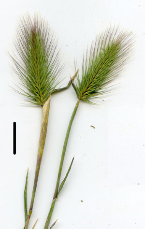 barley-grass