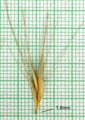 barley-grass