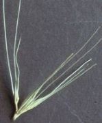 hordeum