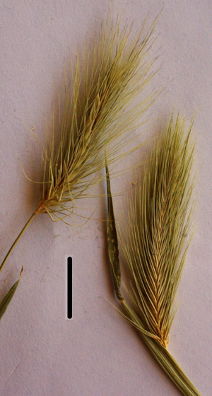 hordeum