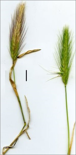 hordeum