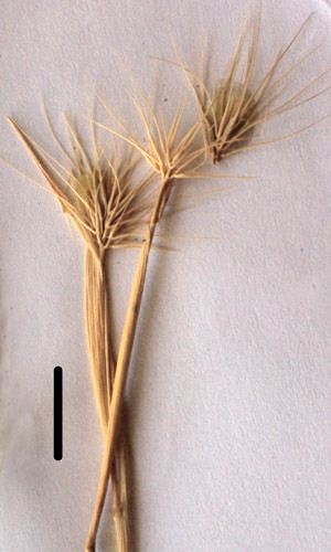 hordeum